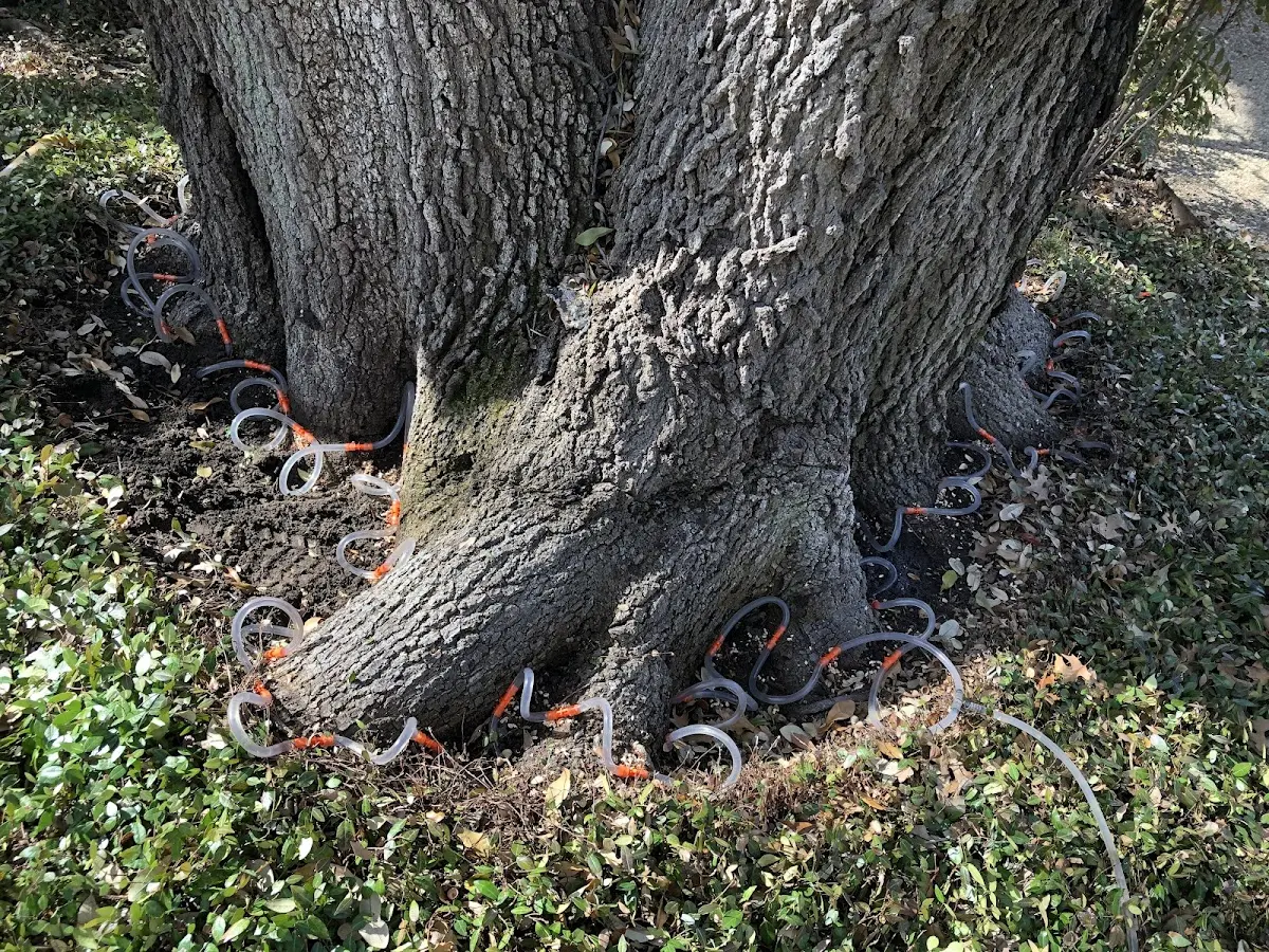 Detailed Tree Cabling and Bracing job site in Martinsdale