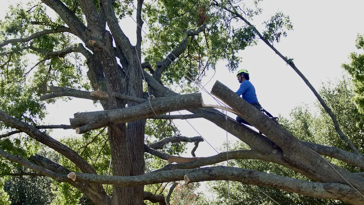 Professional Crown Thinning performed by certified arborists in Martinsdale