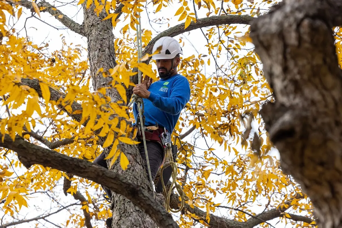Skilled Tree Pruning crew working in Martinsdale