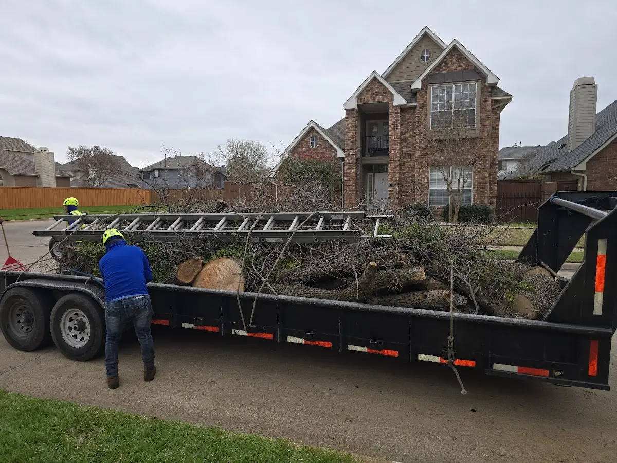 Expert Tree Pest Control with proper safety equipment in Martinsdale